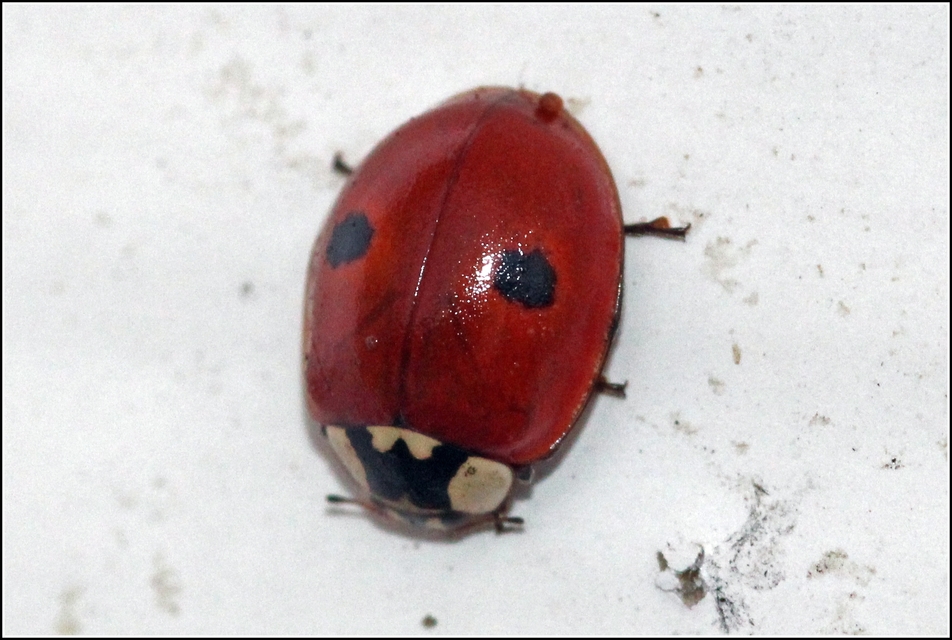 Adalia bipunctata - kétpettyes katica