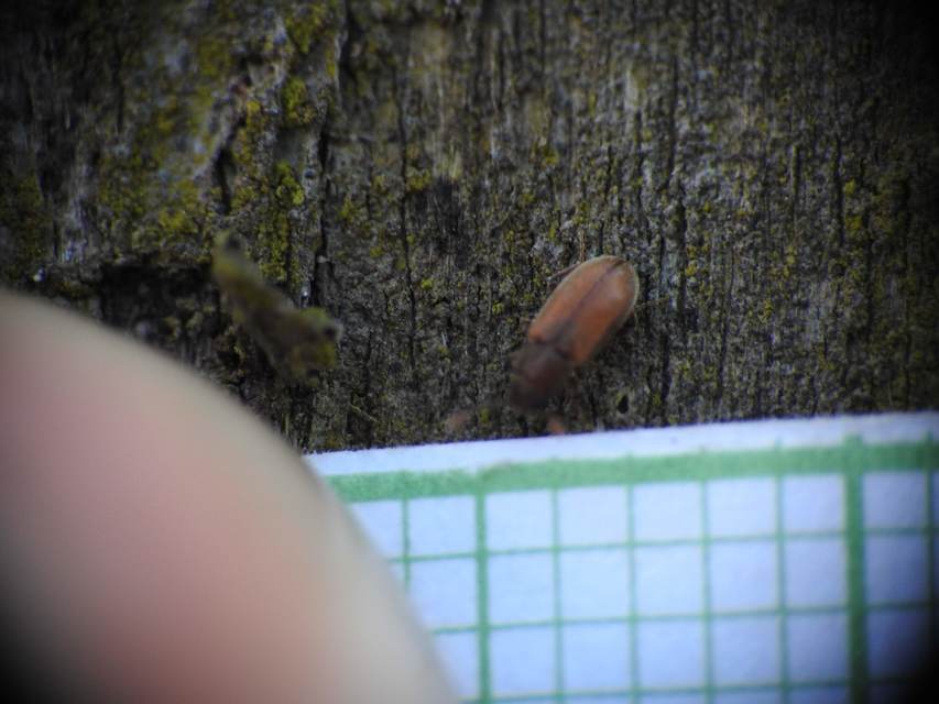 Cryptophagidae - penészbogárfélék