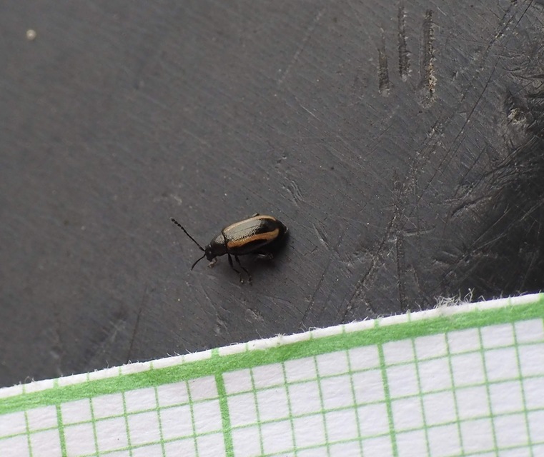 Phyllotreta vittula - muharbolha