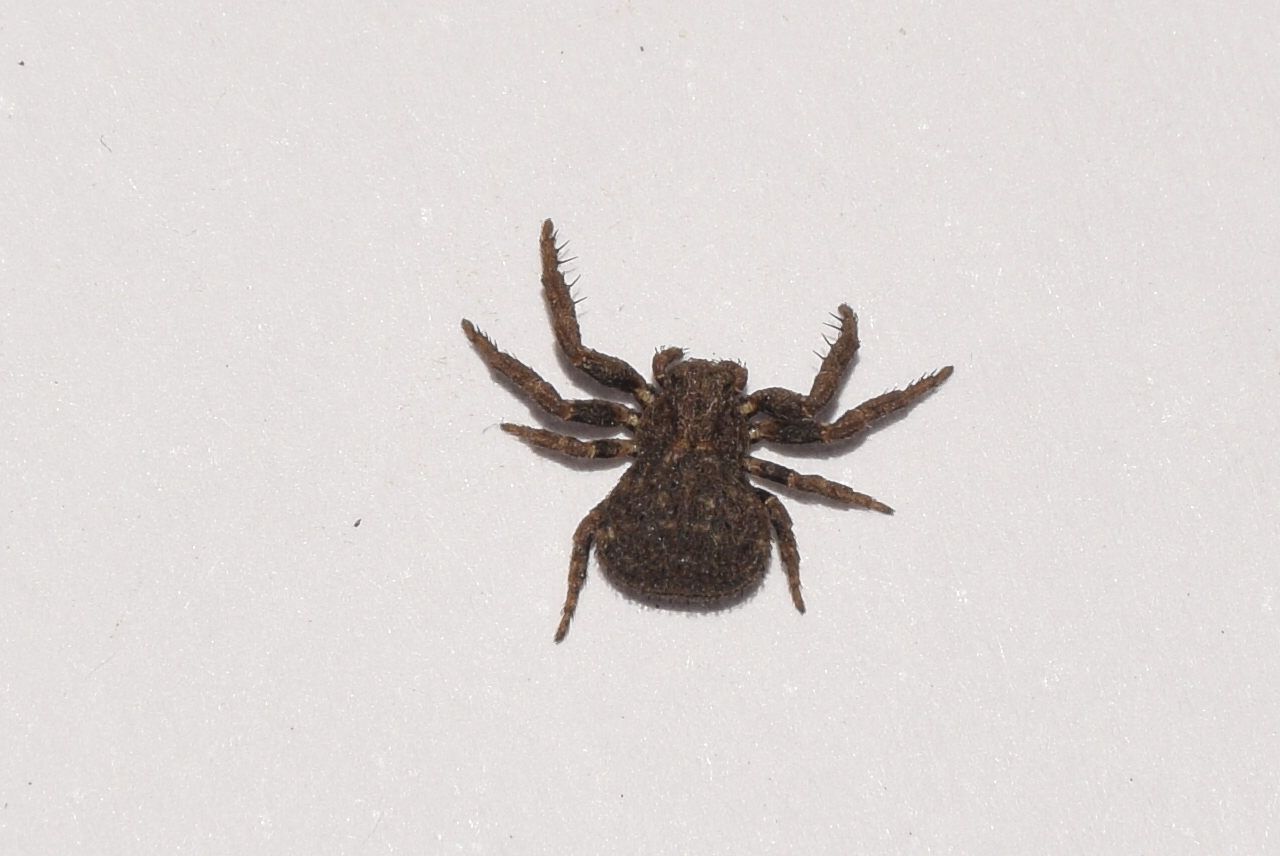 Ozyptila scabricula