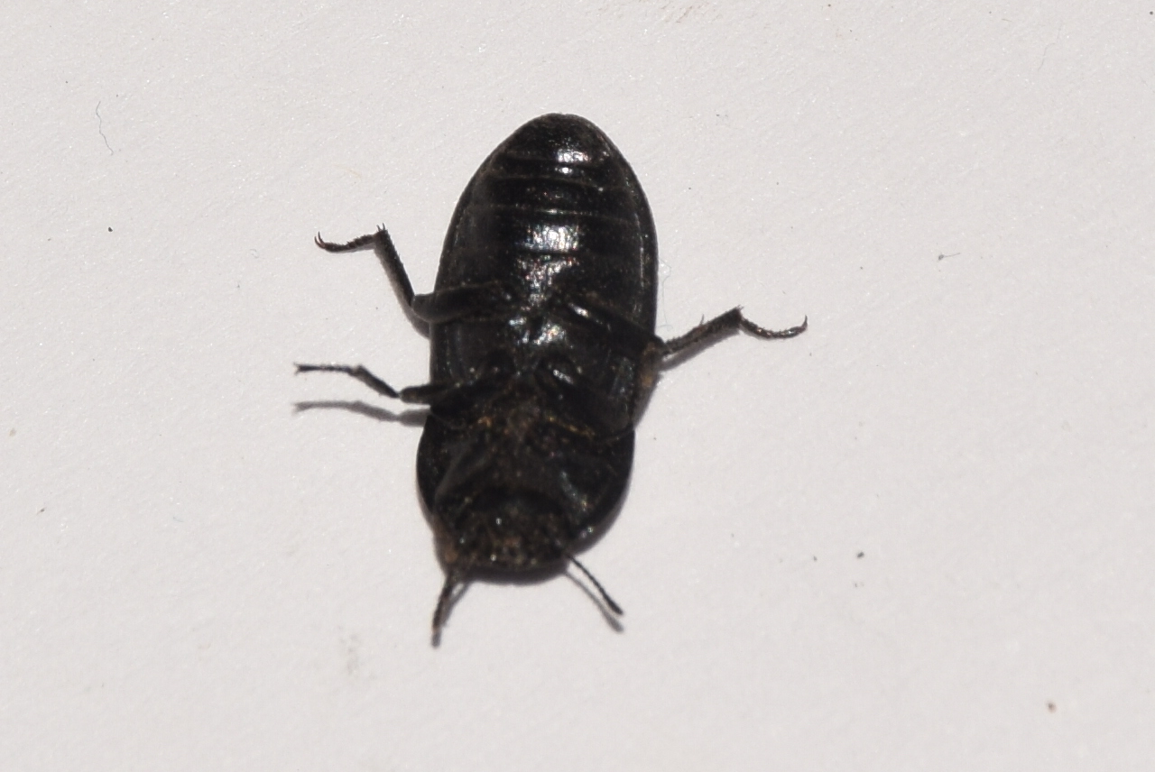 Opatrum sabulosum - sároshátú gyászbogár