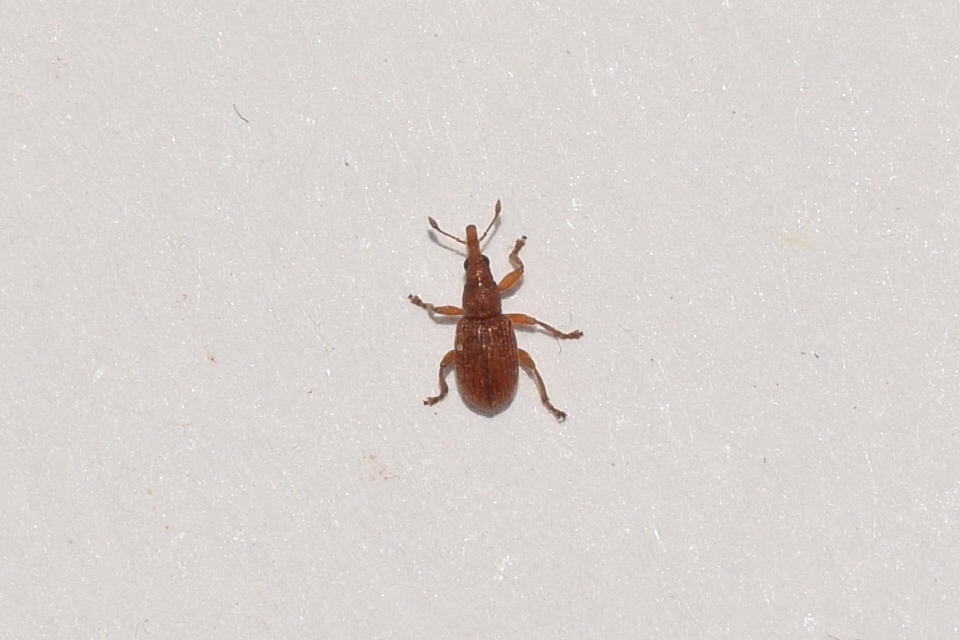 Apion rubiginosum - sóskaszár-cickányormányos