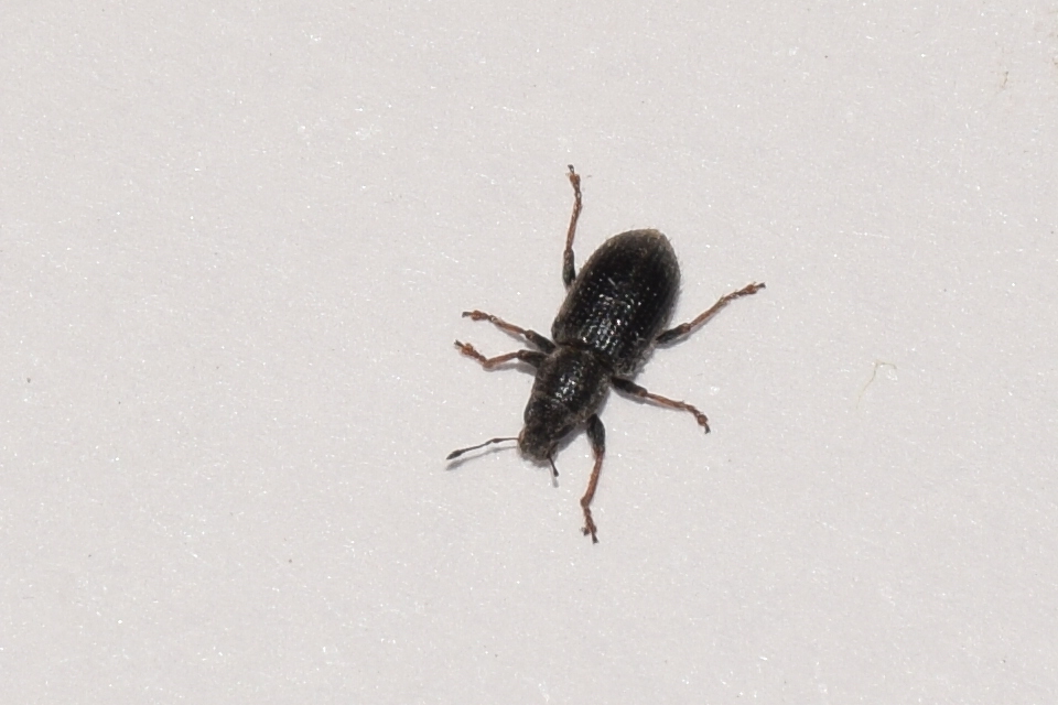 Sitona hispidulus - szőrös csipkézőbogár