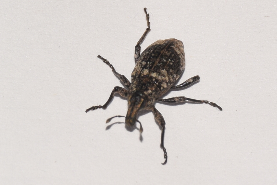 Coniocleonus turbatus - homoki barkó