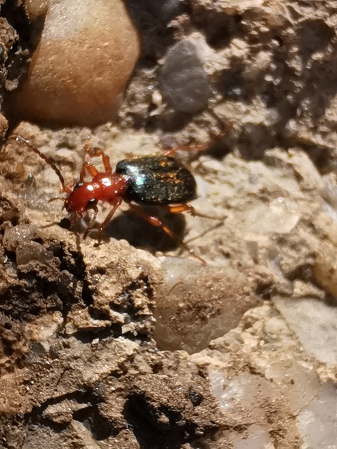 Brachinus explodens - kis pöfögőfutó