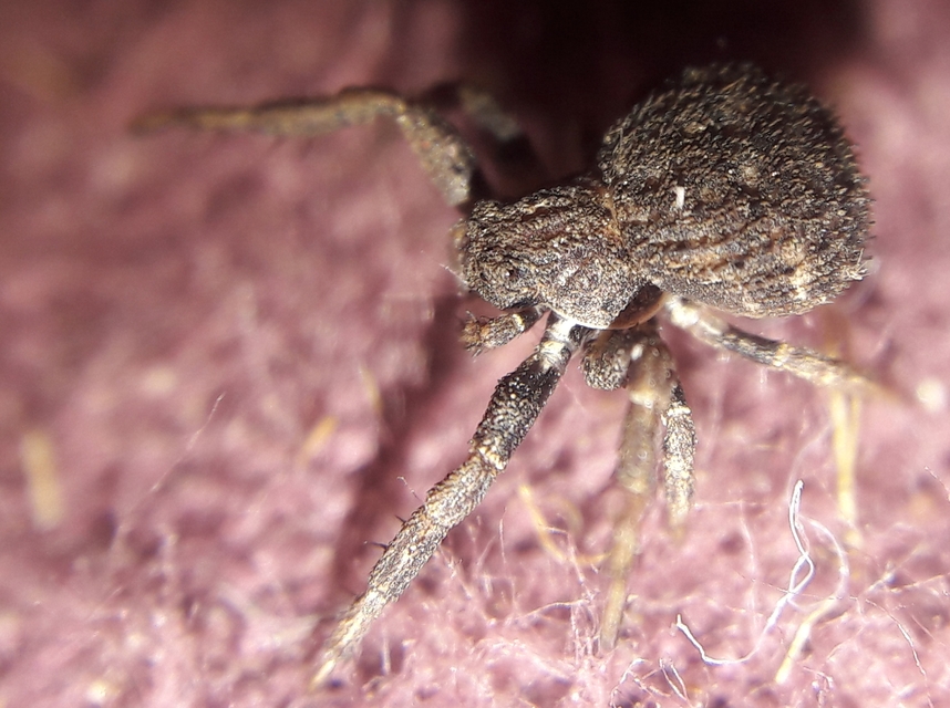 Ozyptila scabricula