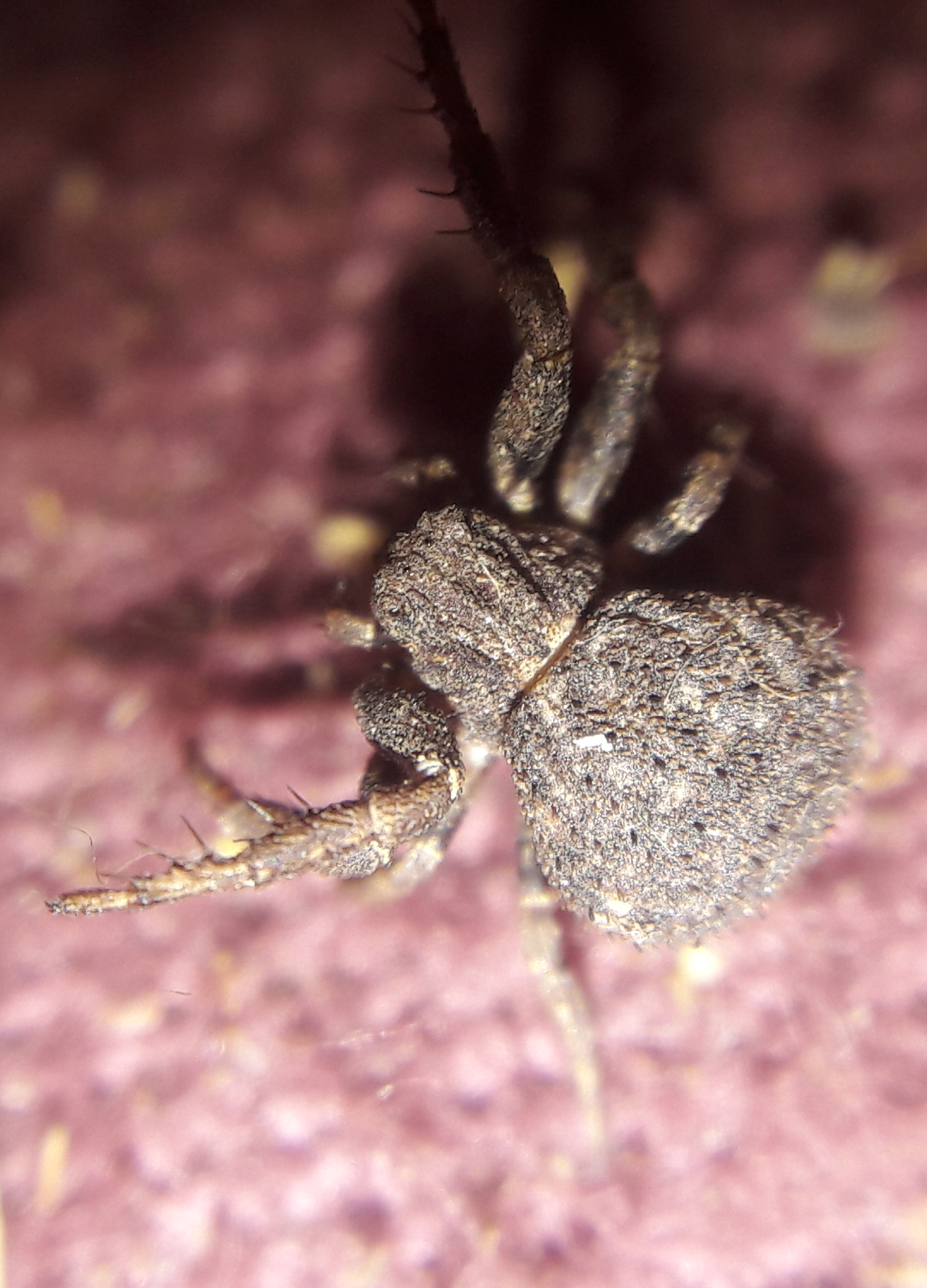 Ozyptila scabricula