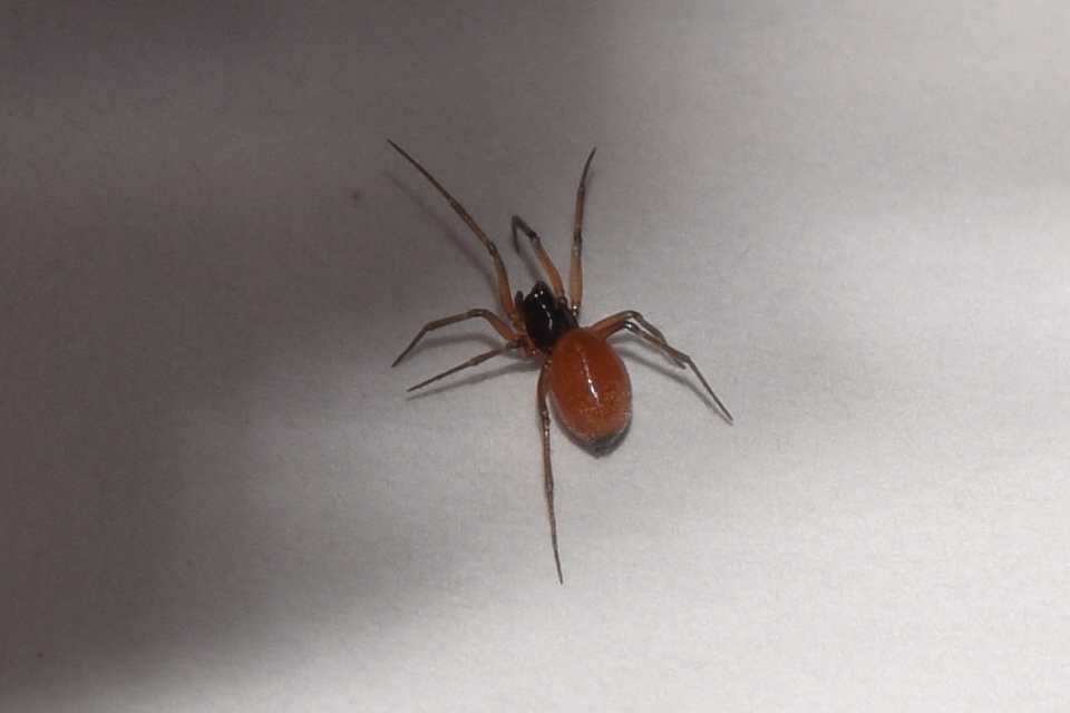 Ostearius melanopygius
