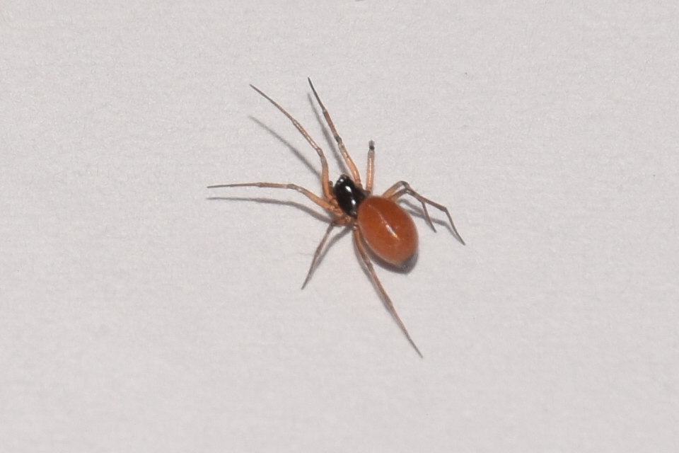 Ostearius melanopygius