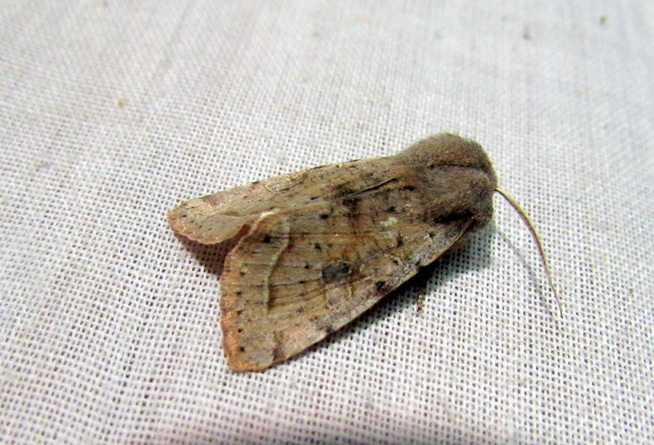 Orthosia incerta - változékony barkabagoly