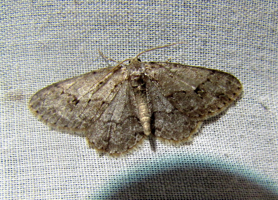 Ectropis crepuscularia - avararaszoló
