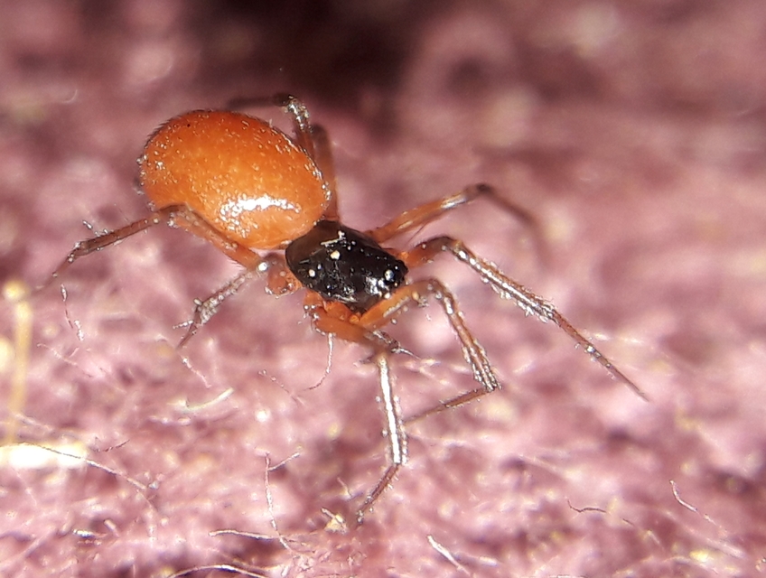 Ostearius melanopygius