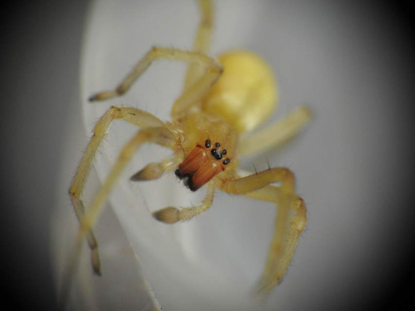 Cheiracanthium