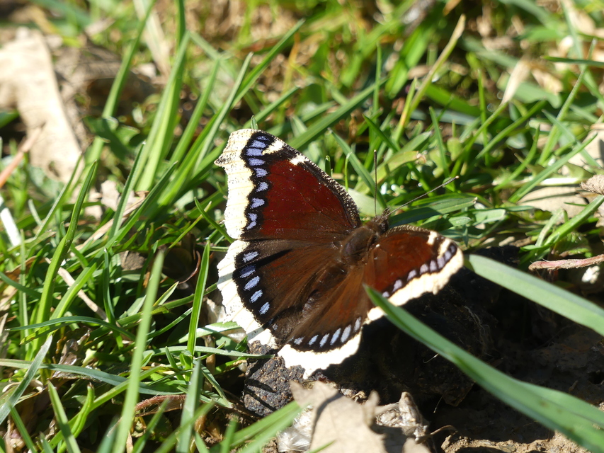 Nymphalis antiopa - gyászlepke