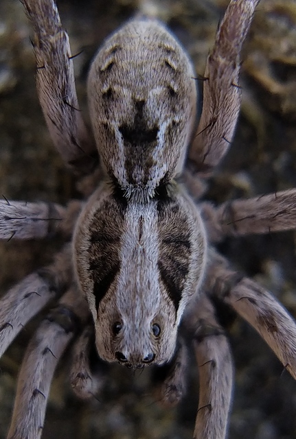 Alopecosa schmidti