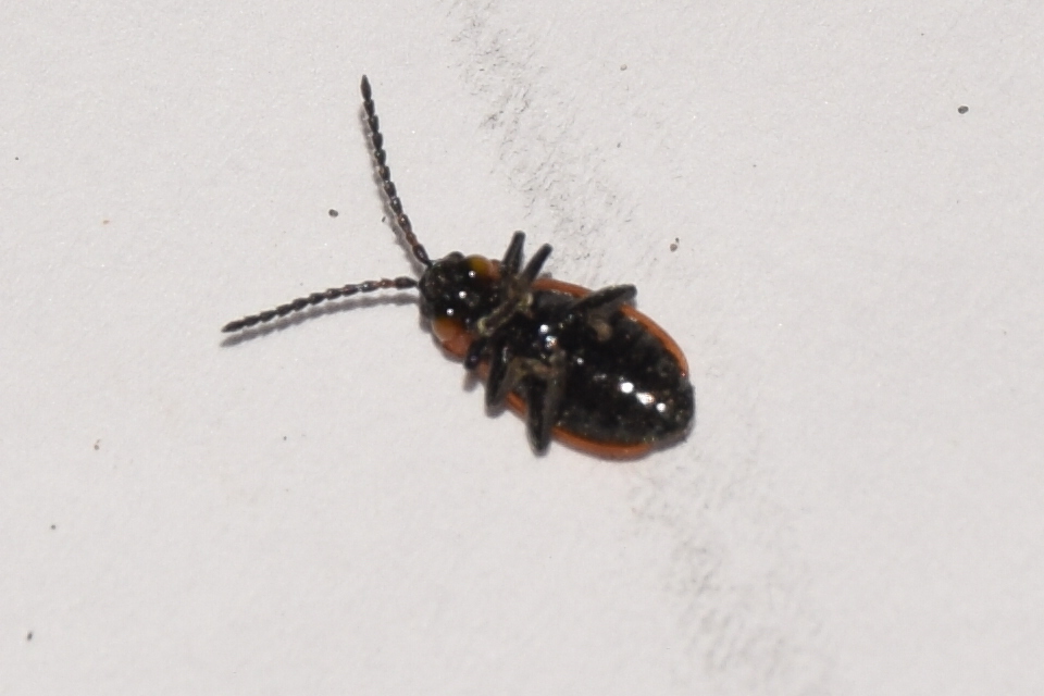 Galeruca melanocephala - lapos olajosbogár