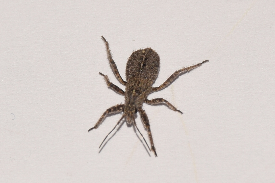 Coranus
