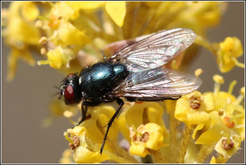 Eudasyphora