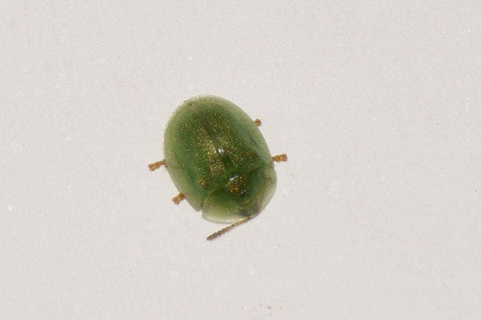 Cassida hemisphaerica - gömbölyded pajzsbogár Cassida hemisphaerica - gömbölyded pajzsbogár