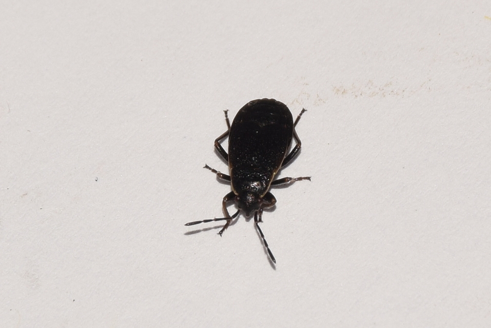 Pyrrhocoris marginatus - szegélyes bodobács