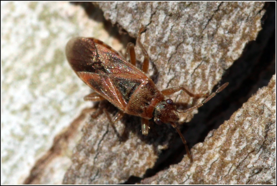 Arocatus longiceps - platánbodobács