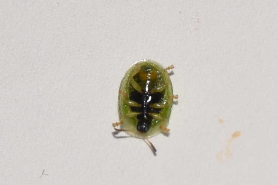 Cassida hemisphaerica - gömbölyded pajzsbogár Cassida hemisphaerica - gömbölyded pajzsbogár