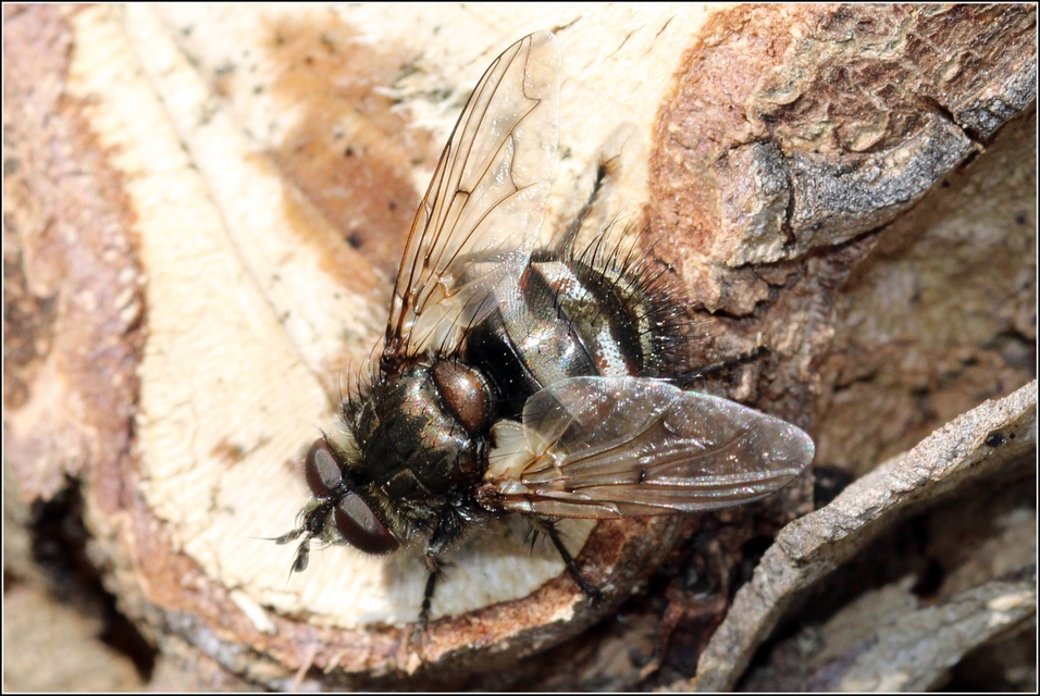 Ernestia puparum