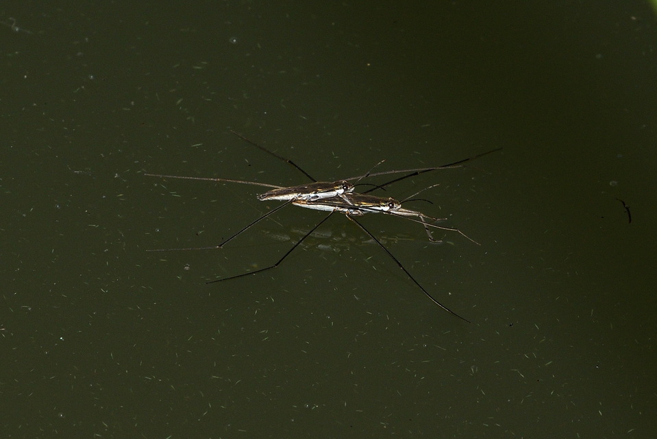 Gerridae - molnárpoloskák