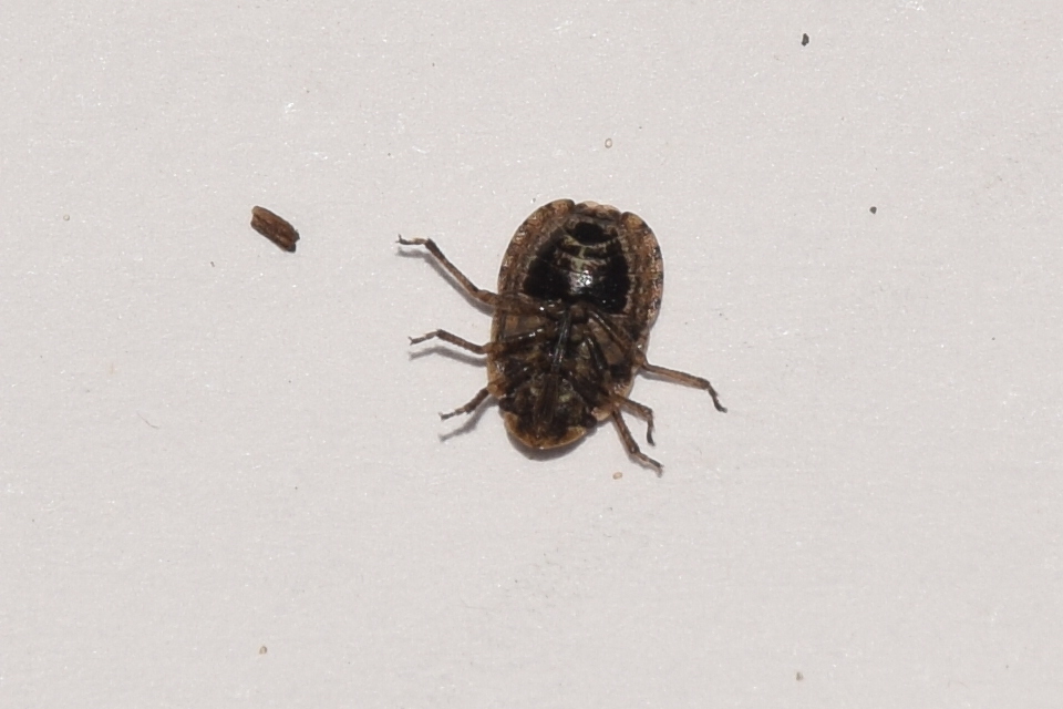 Sciocoris cursitans - közönséges laposfejű-poloska Sciocoris cursitans - közönséges laposfejű-poloska