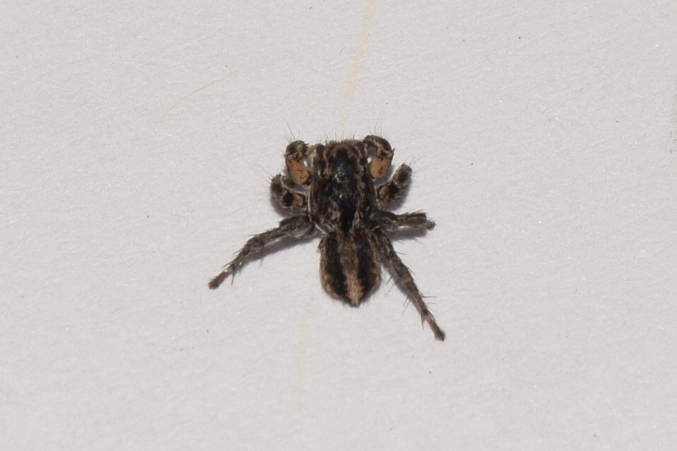 Aelurillus v-insignitus - v-jelű macskapók