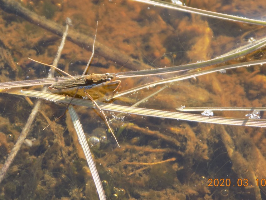 Gerridae - molnárpoloskák