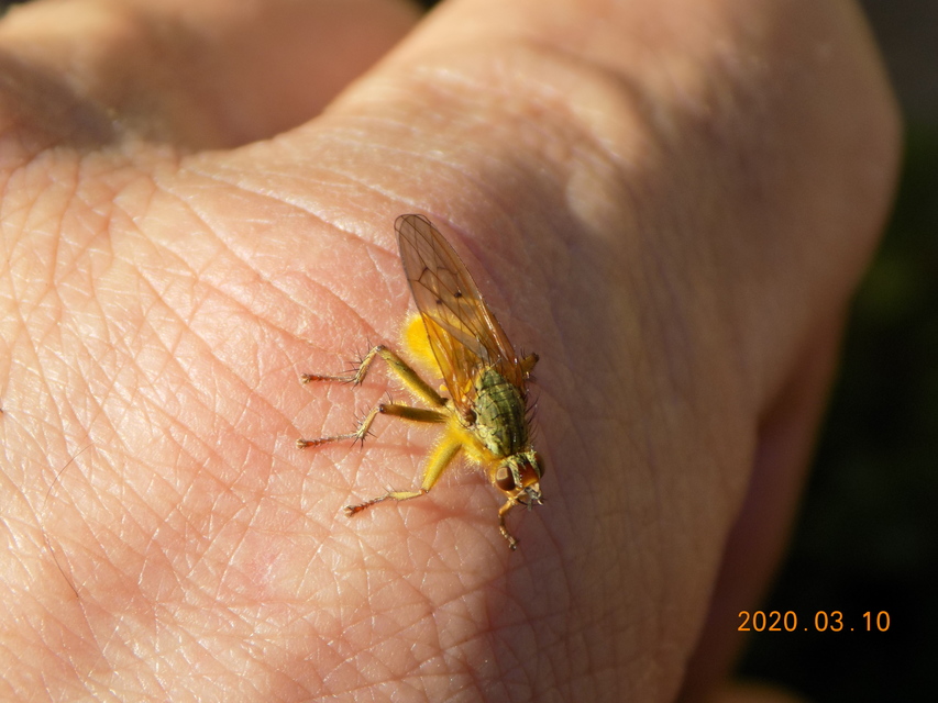 Scathophaga stercoraria - közönséges trágyalégy