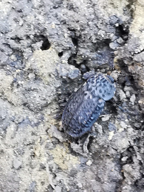 Thanatophilus rugosus - ripacsos dögbogár