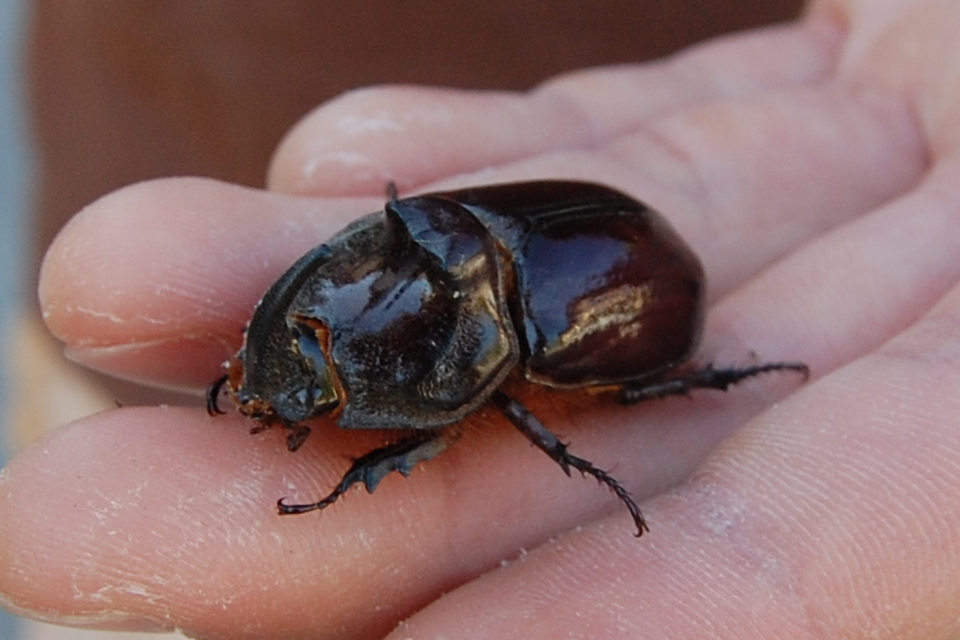Oryctes nasicornis - orrszarvú bogár
