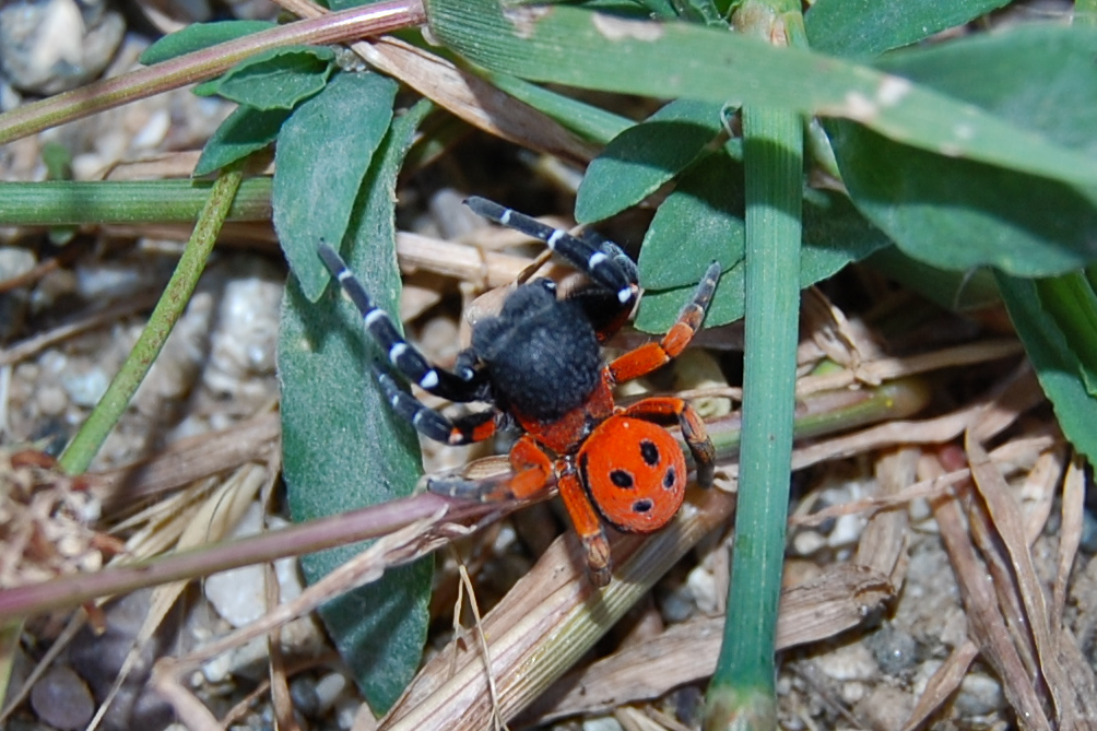 Eresus solitarius