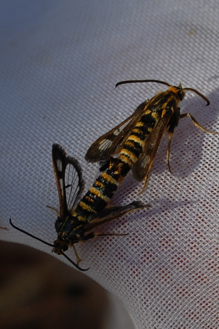 Sesiidae - szitkárfélék