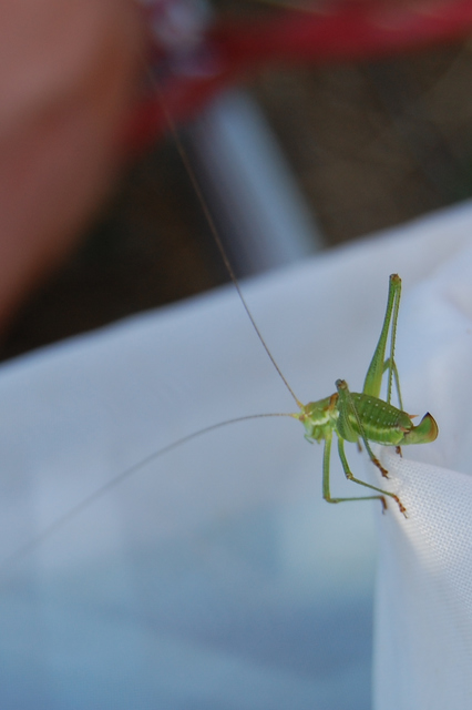 Leptophyes albovittata - közönséges virágszöcske