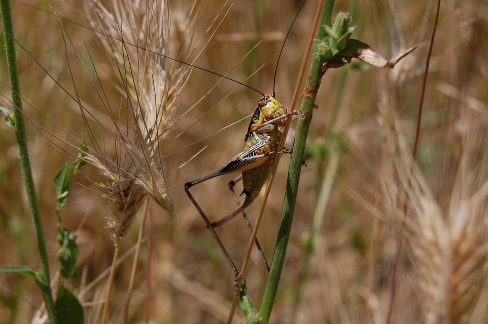 Eupholidoptera