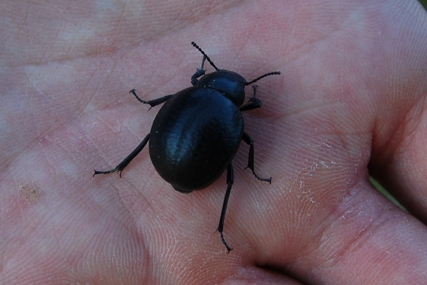 Pimelia subglobosa