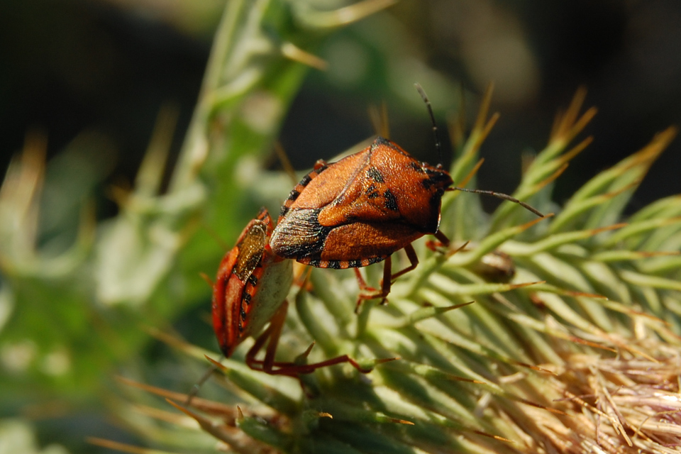 Carpocoris
