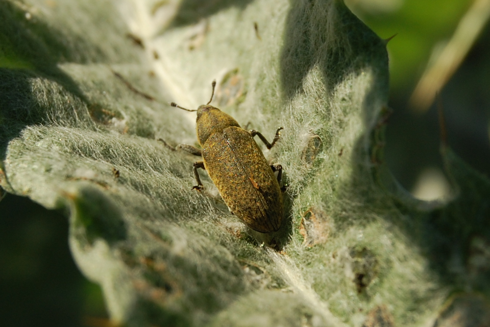 Lixus cardui/filiformis