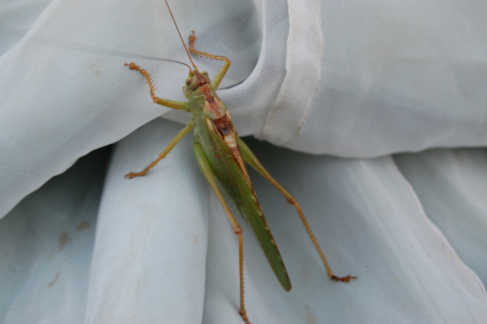 Tettigonia viridissima - zöld lombszöcske