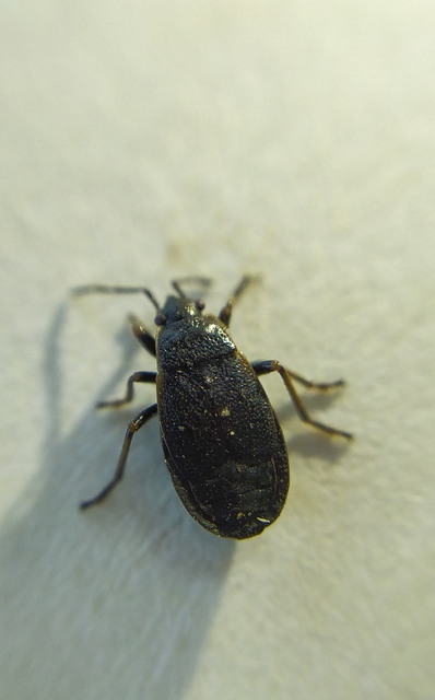 Pyrrhocoris marginatus - szegélyes bodobács
