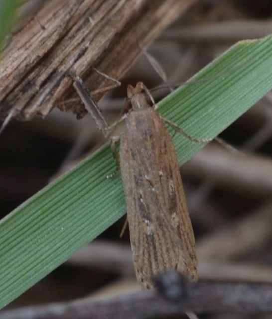 Helcystogramma triannulella - szuláksodró lápimoly