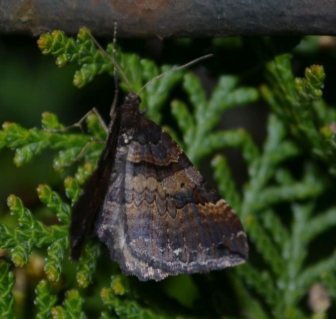 Earophila badiata - csipkerózsa-araszoló