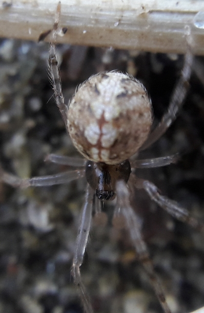 Theridion melanurum - fűrészes törpepók