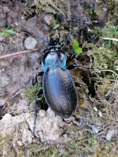 Carabus nemoralis - ligeti futrinka