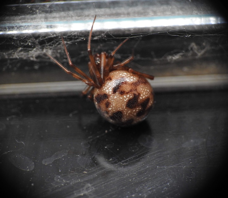 Steatoda triangulosa - háromszöges faggyúpók