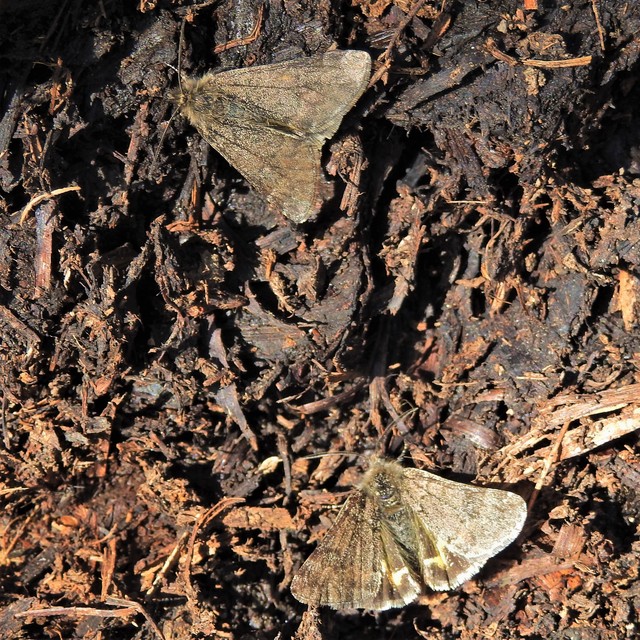 Boudinotiana puella - kis nappaliaraszoló