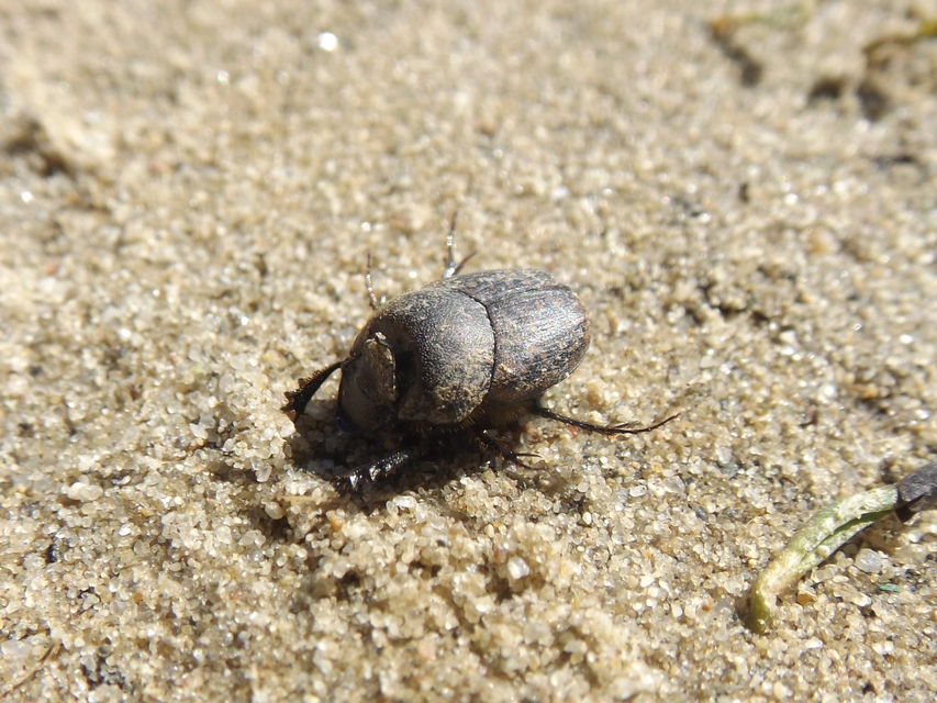 Onthophagus fracticornis - bronzos trágyatúró